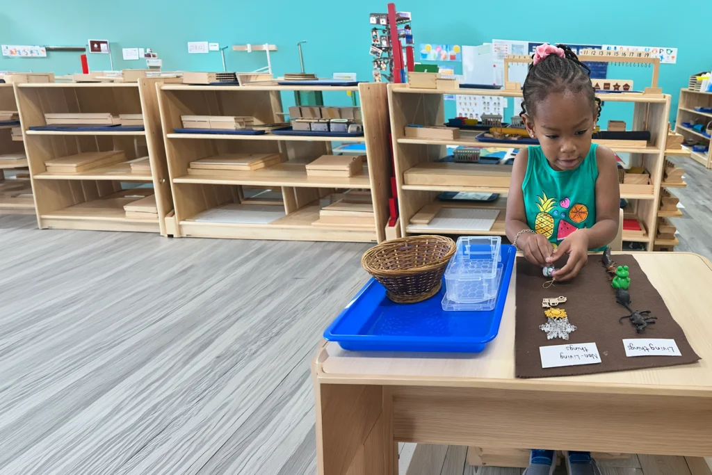 Preschooler sorting living and non-living things with Montessori materials